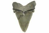 Serrated Angustidens Tooth - Megalodon Ancestor #321681-1